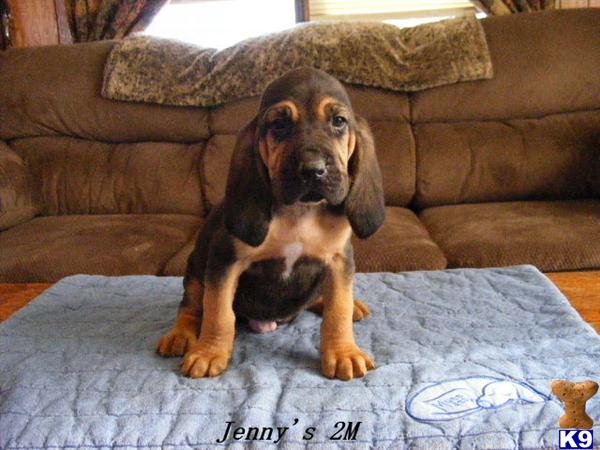 Bloodhound Puppies