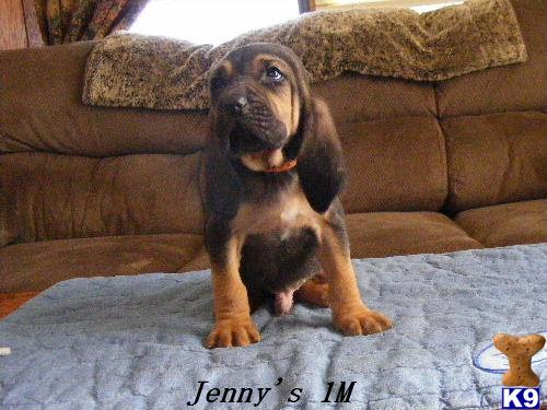 Bloodhound Puppies