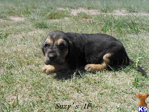 Puppies in Fleming