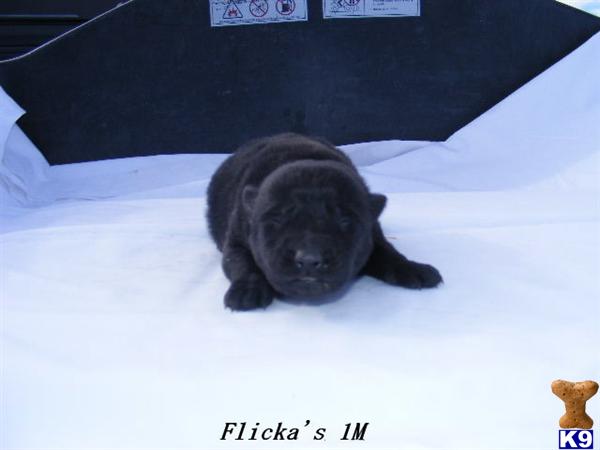 Puppies in CO
