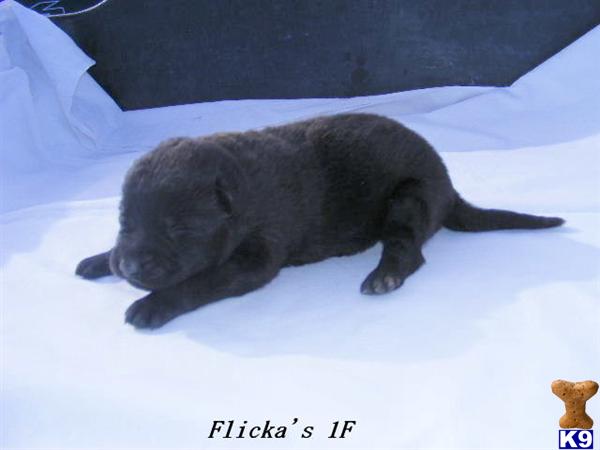 Puppies in CO