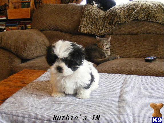 Maltese Puppies