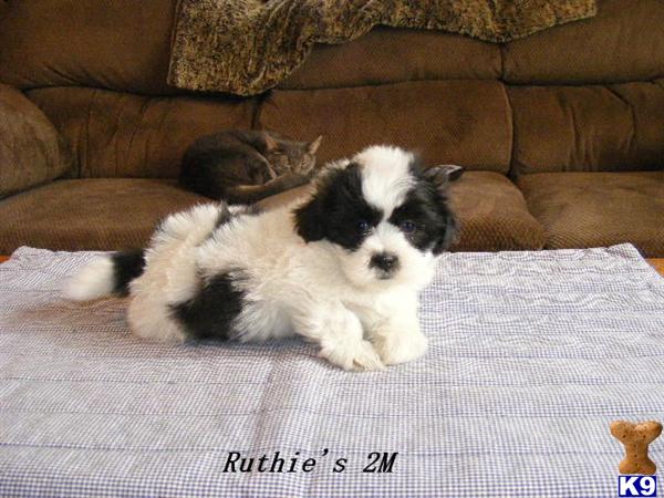 Maltese Puppies