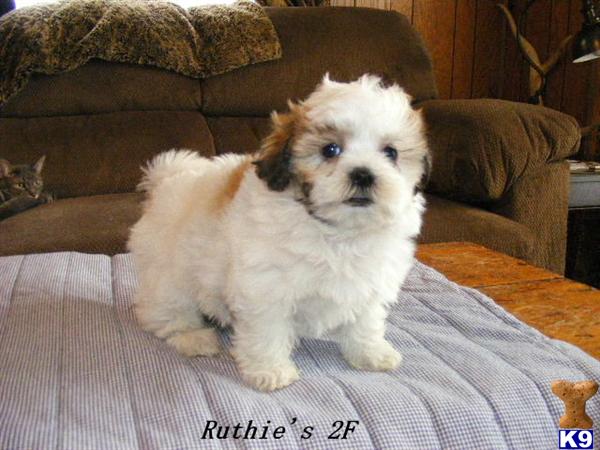 Maltese Puppies