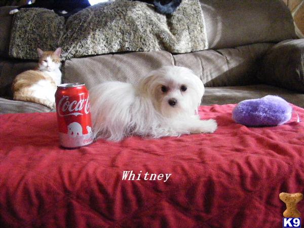 Maltese Puppies