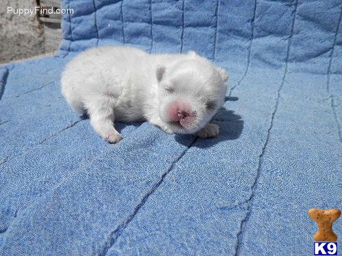Puppies in CO
