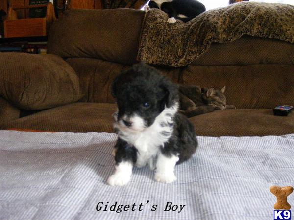 Maltipoo Puppies