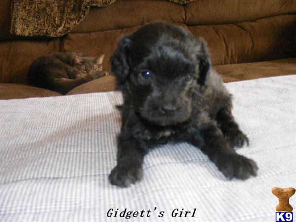 Maltipoo Puppies
