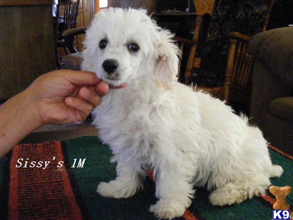 Puppies in Fleming
