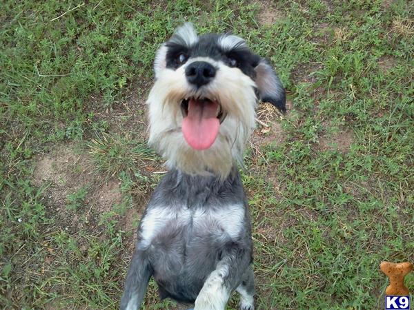 Dog Kennels Cartersville Ga Dog Kennels Cartersville Ga