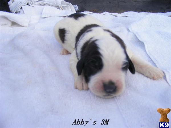 Saint Bernard Puppies