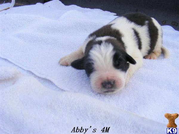 Saint Bernard Puppies