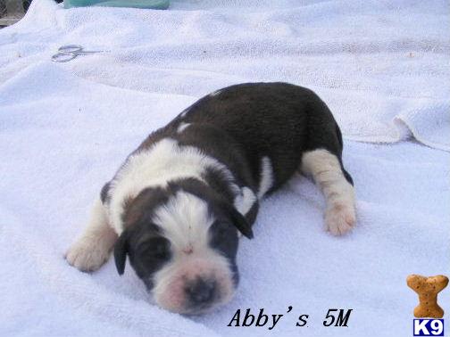 Saint Bernard Puppies