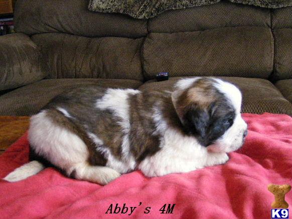 Puppies in CO