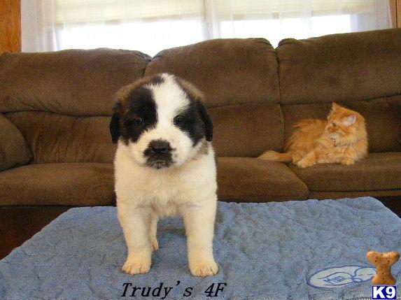 Puppies in Fleming