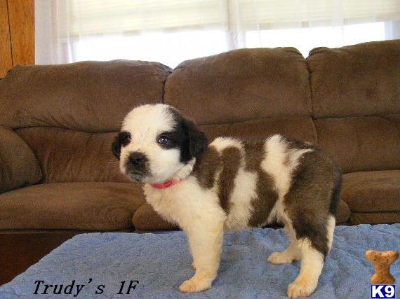 Puppies in Fleming
