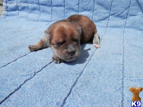Puppies in CO