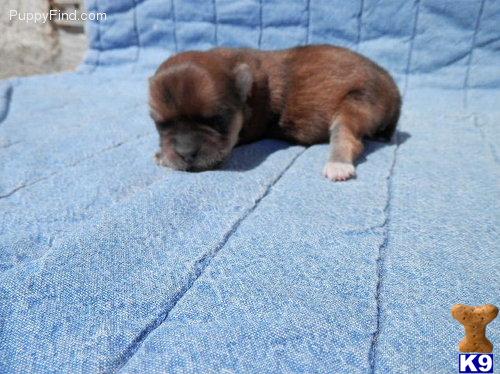 Puppies in CO