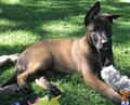Belgian Malinois