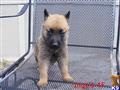 Belgian Malinois