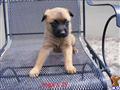 Belgian Malinois