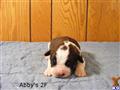Saint Bernard