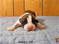 Saint Bernard