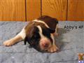 Saint Bernard
