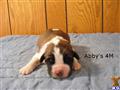 Saint Bernard