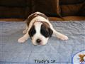 Saint Bernard