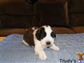 Saint Bernard