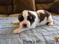 Saint Bernard