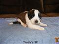 Saint Bernard
