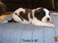 Saint Bernard