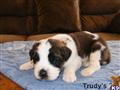 Saint Bernard
