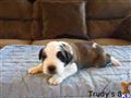 Saint Bernard