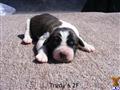 Saint Bernard