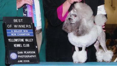 Stud Dogs in OH