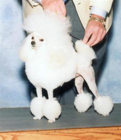 Stud Dogs in OH