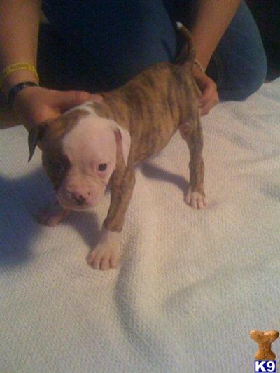 American Bulldog Puppies for Sale