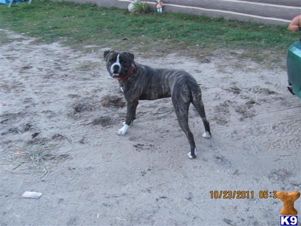 Dogs for Sale in MI