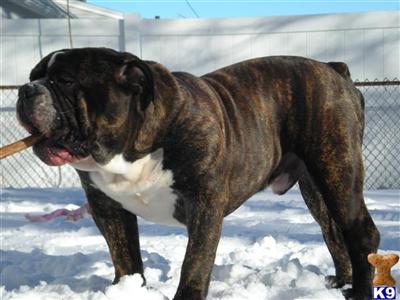Stud Dogs in RI