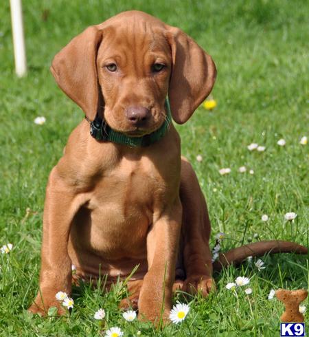 Vizsla Puppies