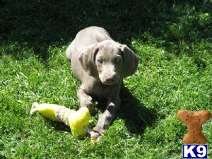 Weimaraner Puppies