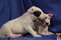 Bull Terrier
