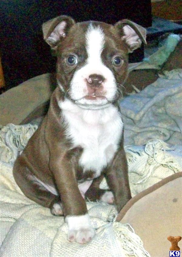 Boston Terrier Puppies