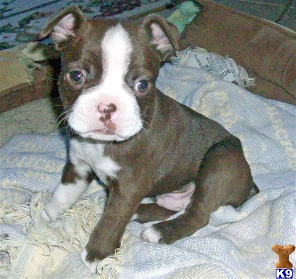 Boston Terrier Puppies