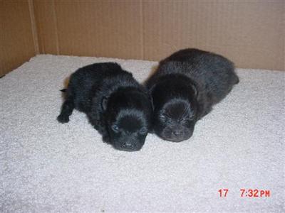 Puppies in AR