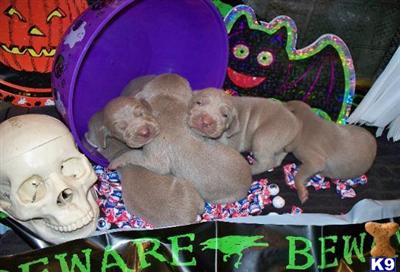 Weimaraner Puppies for Sale