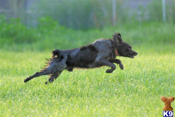 Stud Dogs - Brittany